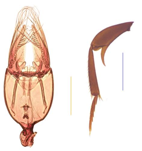 Réf. 334 185 : Colon sp.